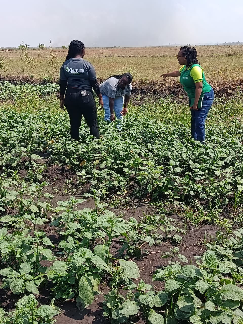 Kienyeji team visiting a productive leafy vegetable field
